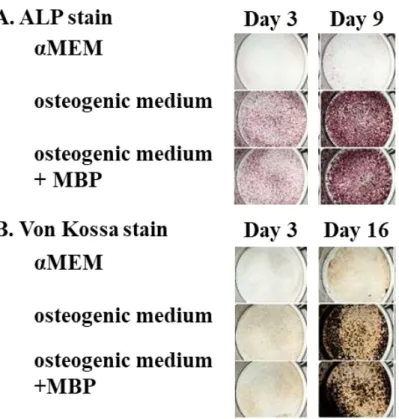 Figure 1-3. Effect of milk basic protein (MBP) on the differentiation of mouse primary  calvarial osteoblasts
