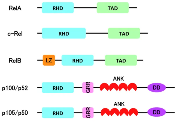 Figure 1 NF-κB