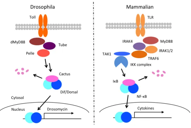 Figure 5 Toll TLR