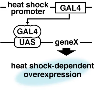 Figure 7    GAL4/UAS システム 