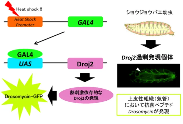 Figure 9 GS Droj2