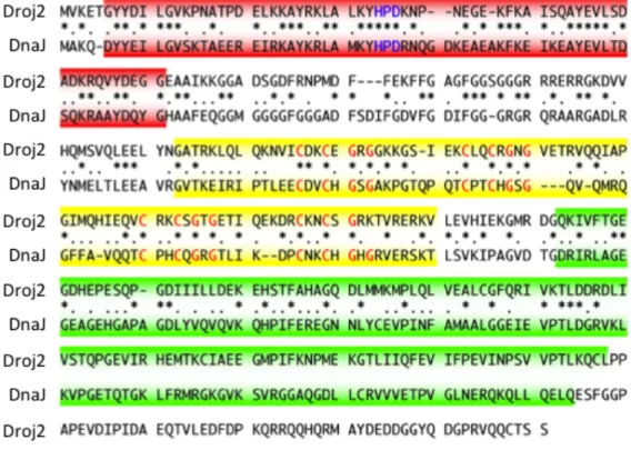 Figure 10 Droj2 E.coli DnaJ