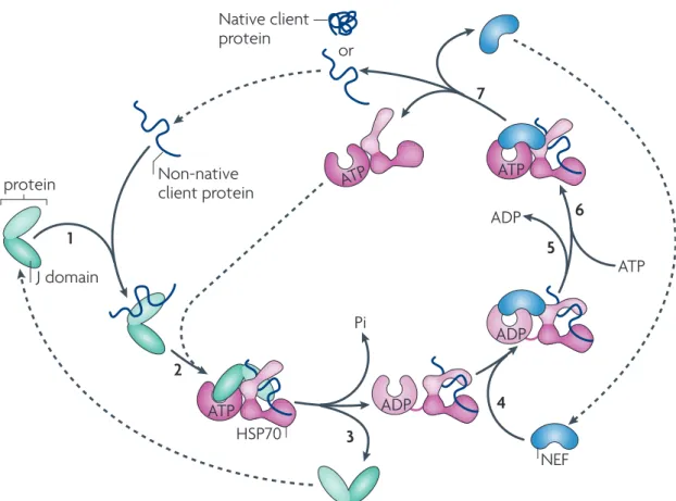Figure 11 DnaJ HSP70