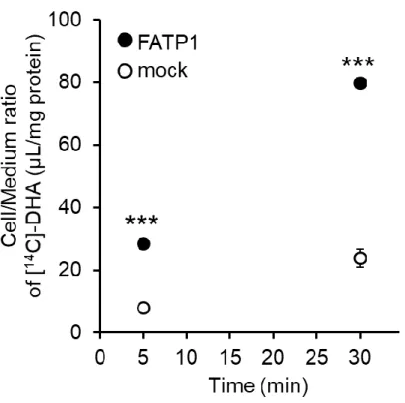 Figure 2-4 Uptake of [ 14 C]-DHA by FATP1-expressing and mock HEK293 cells.  