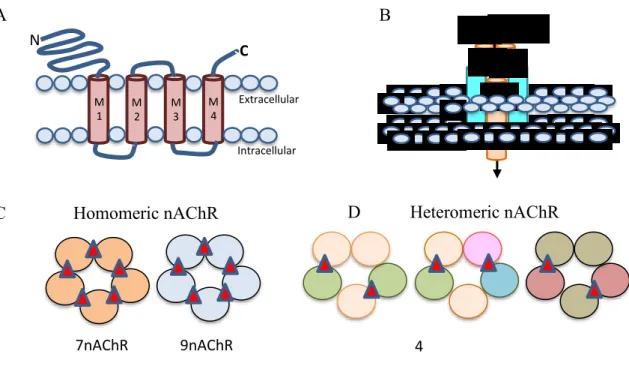 Figure 2. Neuronal nAChR Structure.(Hendrickson, Guildford and Tapper, 2013)  The nAChRs receptors are critical for drug addiction through stimulation of synaptic  activity  in  the  hippocampus,  amygdala,  ventral  tegmental  area  (VTA)  and  nucleus  a