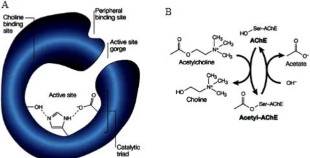 Figure  4.  a. Structural  feature  of  the  AChE  enzyme.  X-ray  crystallography  has  identified an active site at the bottom of a narrow gorge, lined with hydrophobic amino  -acid side chains