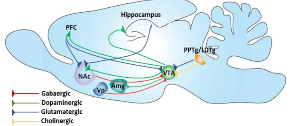 Figure 13. Nicotine reward system (Subramaniyan and Dani, 2015). 