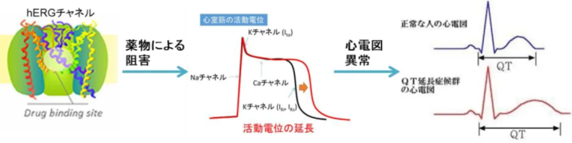 Figure 7. CAD 構造を有する代表的な薬剤の化学構造 