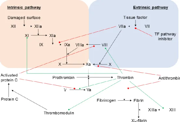 Figure 2 Schematic representation of the mechanisms of the coagulation cascade. Red arrows  stand for actions that inhibit activations/productions, whereas green arrows have the opposite  meaning