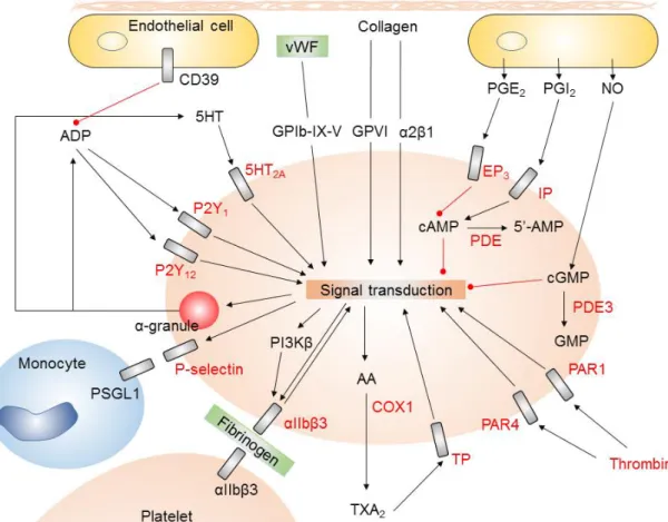 Figure 4 Platelet function and molecular targets of antiplatelet agents. 