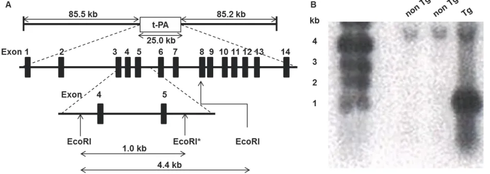 Figure 6 Analysis of the transgene structure in the genome of the t-PA transgenic rats