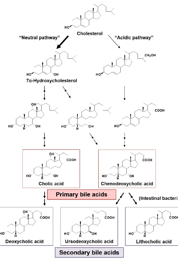 Fig. 2 Bile acid metabolic pathways from cholesterol. 