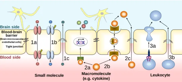 Fig. 1-1 Mechanisms of blood-brain barrier crossing of substances associated with  pathological process in the central nervous system diseases