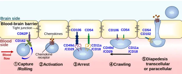 Fig.  1-2 Molecular  mechanisms  of  leukocyte  migration  across  the  blood-brain  barrier 