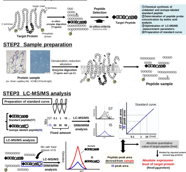 Fig. 1-3 Experimental procedure for absolute quantification of target protein with  LC-MS/MS 