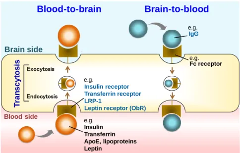 Fig. 1-4 Receptor-mediated peptide or protein transport system at the BBB 