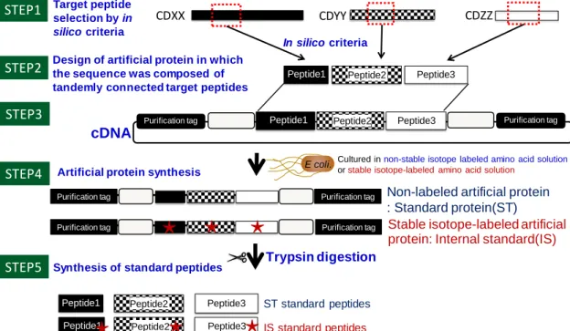 Fig. 2-3 Strategy to synthesize multiple standard peptides by using artificial protein  The  target  peptides  for  QTAP  are  selected  by  using  in  silico  criteria  (STEP1)