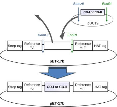 Fig. 2-4 Constraction of plasmid vector for synthesis of CD-I and CD-II artificial  proteins 
