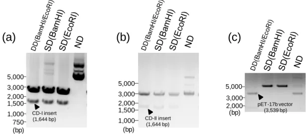Fig.  2-5  Fragmentation  of  cDNA  and  pET-17b  vector  by  restriction  enzymes  of  BamHI and EcoRI 