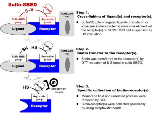 Figure  2-1.  Schematic  illustration  of  the  established  sulfo-SBED-based  receptor  collection method