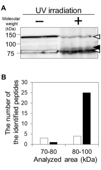 Figure  2-6.  The  cross-link/MS  method  successfully  identified  the  transferrin  receptor protein 1 as a receptor of transferrin