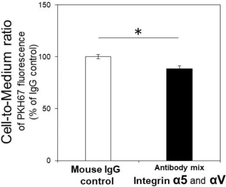 Figure  2-7.  Integrin  α5  and/or  αV  are  involved  in  exosome  internalization  into  hCMEC/D3 cells
