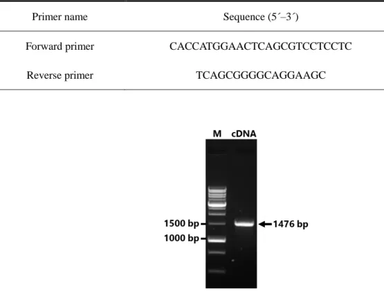 Table 3. Primers used for CYP2B6 cDNA cloning. 