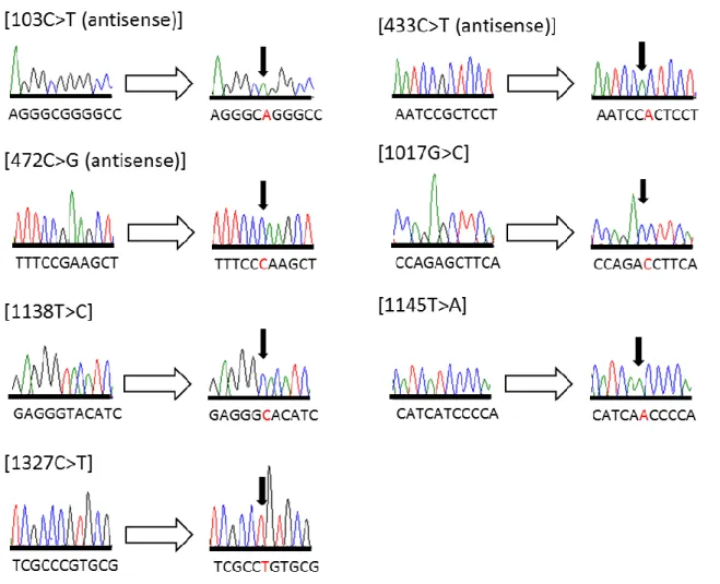 Fig. 4. Nucleotide changes of CYP2B6 cDNA by site-directed mutagenesis. Red markers indicate the  position of the nucleotide change positions.