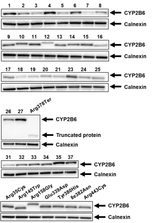 Fig.  6.  Western  blots  showing  immunoreactive  CYP2B6  variant  proteins  (upper  panel)  and  calnexin  (lower panel)