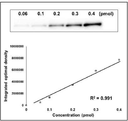 Fig.  7.  Detection  of  CYP2B6  in  Bacurosomes  by  immunoblot  analysis  and  standard  curve  of  the  immunoreactive proteins
