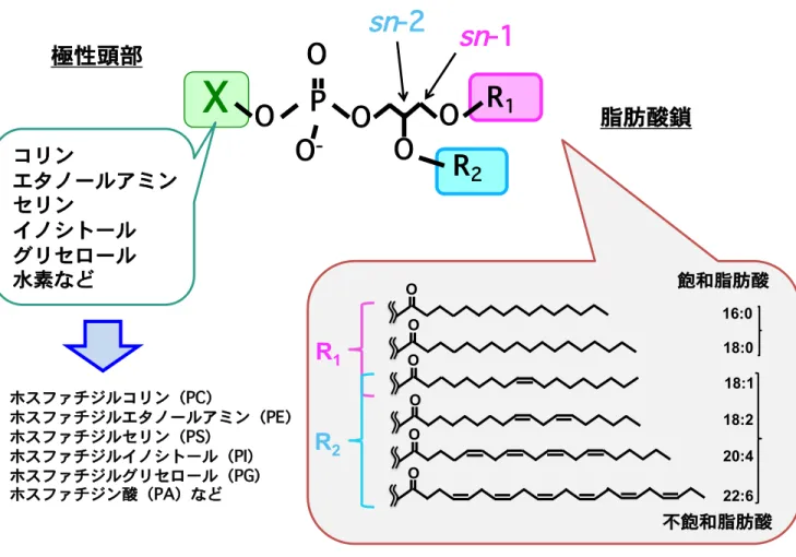 Figure 1 ジアシルリン脂質の基本構造 生体内に存在するジアシルリン脂質の極性頭部は主に6種類存在し、1種類の極性頭部に 対して2箇所の脂肪酸結合部位が存在する。 一般にリン酸基から遠位の sn -1位には二重結合を持たない飽和脂肪酸が 配置されてい ることが多く、 sn -2位には二重結合を持つ不飽和脂肪酸が 配置されていることが多い ことが知られている。 sn -2 sn -1P 脂肪酸鎖OO-OOOOR2R1X極性頭部コリンエタノールアミンセリンイノシトールグリセロール水素などホスファチジルコリ