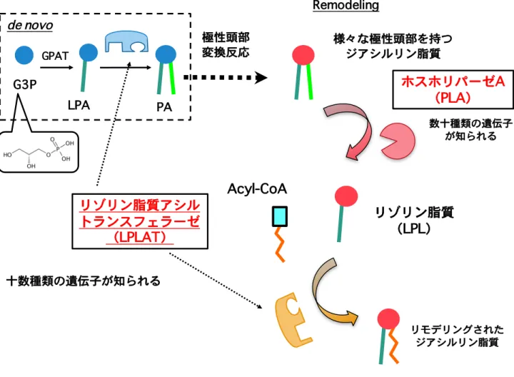 Figure 2 de novo 合成経路とRemodeling経路による脂肪酸導入 ジアシルリン脂質の脂肪酸部分は2つの段階で規定される。解糖系からのグリセロ-3-リ ン酸（G3P） にglycerol-3-phosphate acyltransferase（GPAT）がアシル基を導入し、 生じたLPAのアシル化反応でPAが合成される。PAから様々な極性頭部を有するジアシ ルリン脂質が合成される。極性頭部転換後においてホスホリパーゼA（PLA）が作用し てリゾリン脂質（LPL）が産生されリゾリン脂質アシル