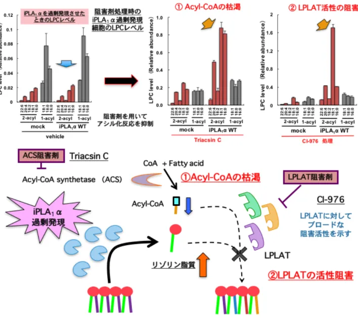 Figure 4 リゾリン脂質アシル化反応の阻害によるPLA 1 依存的リゾリン脂質 の増加 細胞内型PLA 1 の過剰発現だけでは産生産物の2-アシル型リゾリン脂質は変化しない。 これは内在性の2-アシルリゾリン脂質アシル化活性（ sn -1位アシル化活性）が強力である ことが想定された。このLPLATによるアシル化反応を薬剤により阻害するとPLA 1 依存的な 2- アシル型リゾリン脂質の増加が観察された。