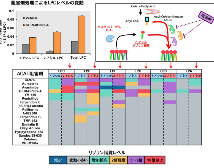 Figure 5 様々なACAT阻害剤による2-アシル型リゾリン脂質増加誘導作用 LPLATを阻害するCI-976はACAT（ Acyl-CoA-コレステロールアシルトランスフェラー ゼ ）の阻害剤として開発されていたことから市販される様々なACAT阻害剤のLPLAT阻 害活性（リゾリン脂質の増加作用）を検討した。 左上のグラフはHEK293A 細胞におけるLPCレベルの変動の例を示した。 下のグラフは各化合物のリゾリン脂質の増加作用をカラースケールで示したもの 一部の化合物においてその処理のみでリゾリン脂