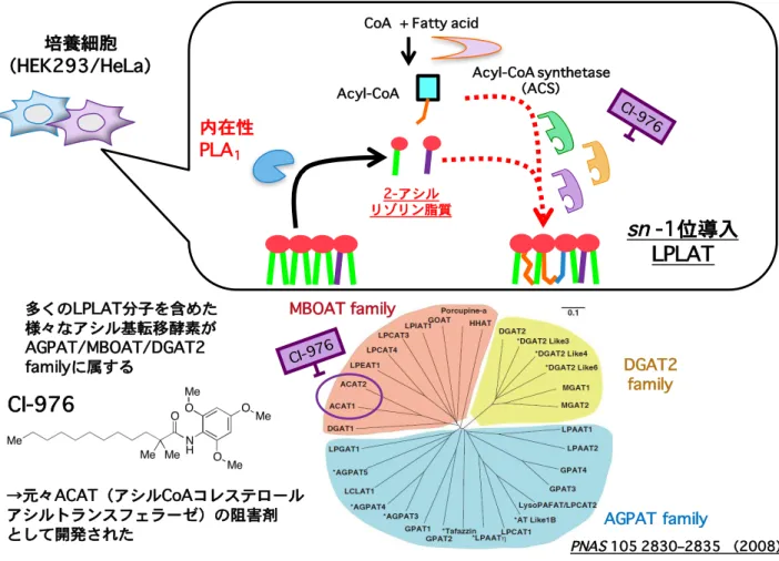 Figure 7 CI-976とAGPAT/MBOAT family分子の阻害