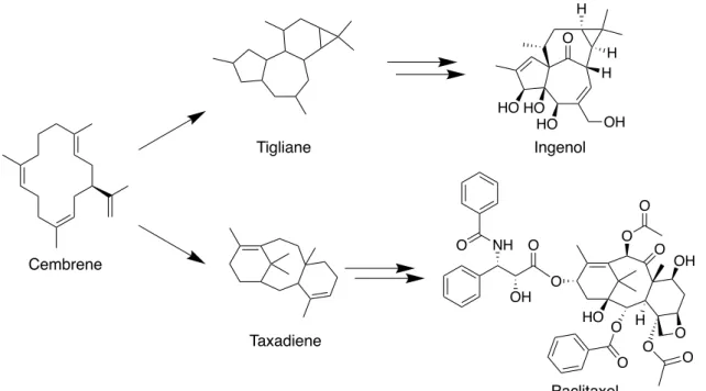 Figure 10. Paclitaxel および ingenol の生合成