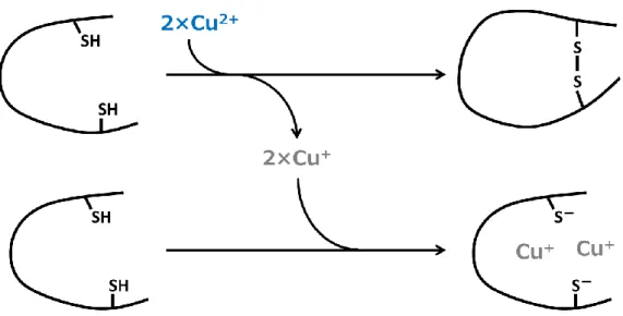 図 3-8 Cys/Trp モチーフと Cu(II)の反応スキーム。全体の半分の Cys/Trp モチーフ分子が、