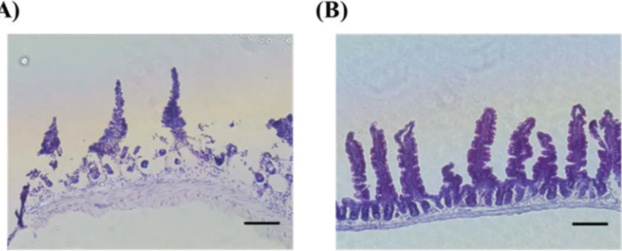 Figure 2-1 Mouse small intestinal epithelial cells isolated by EDTA treatment. Intestinal  epithelial cells were isolated by agitation in isolation buffer [phosphate-buffered saline  (PBS) with 2 mM EDTA and 0.5 mM dithiothreitol]