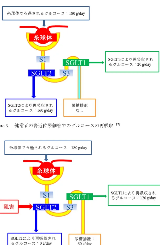 Figure 4.  SGLT2 が阻害された場合の腎近位尿細管でのグルコースの再吸収 17)