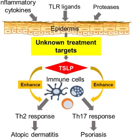 Fig.  0.    Hypothesis  of  this  study.    Epidermal-derived  TSLP  aggravates  atopic  dermatitis  and  psoriasis through the activation of several immune cells
