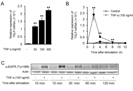 Fig. 2-1. Induction of TSLP expression and EGFR phosphorylation by TNF-α.    (A)    TSLP mRNA  induction by TNF-α in a concentration-dependent manner