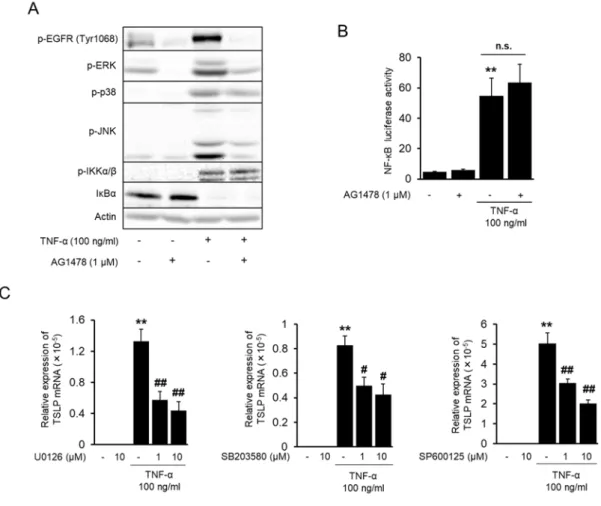 Fig. 2-3. Effect of MAPK inhibition on TSLP mRNA induction by TNF-α.    (A) Phosphorylation of  signaling molecules after TNF-α and AG1478 treatment