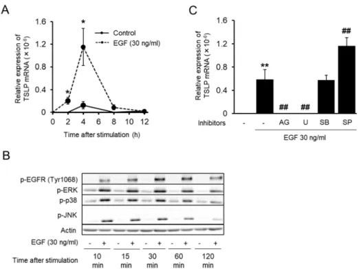 Fig. 2-4. Effect of MAPK inhibition on TSLP mRNA induction by EGF. (A) Time course of TSLP  mRNA expression in EGF-stimulated cells