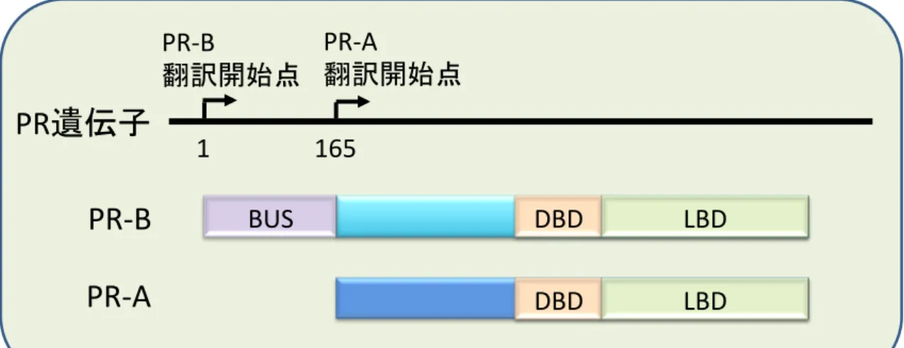 Figure 1-1        FIGURE 1-1 PR 遺 伝 子 と PR ア イ ソ フ ォ ー ム タ ン パ ク 質 PR 遺伝子には２箇所の翻訳開始点が存在し、転写翻訳されて生成される タンパク質には PR-B  と PR-A の２種類が存在する。PR-B の N 末端側 164 アミノ酸は PR-B に特有の配列であり、転写調節領域を含む。