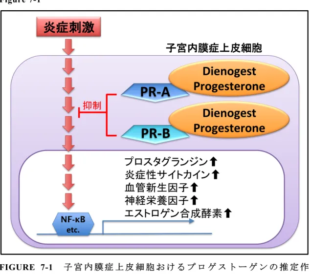 Figure 7-1    FIGURE  7-1    子 宮 内 膜 症 上 皮 細 胞 お け る プ ロ ゲ ス ト ー ゲ ン の 推 定 作 用 機 序   本研究では初めて炎症刺激下の子宮内膜症上皮細胞において、 PR-A お よび PR-B の両 PR アイソフォームに依存的なプロゲストーゲンの子宮内膜 症増悪因子産生抑制作用を示した（赤線で表示）。これらの作用には NF-κB 活性化に対する両 PR アイソフォームの抑制作用が関与することが示唆さ れた。なお、プロゲストーゲンの標的細胞にお