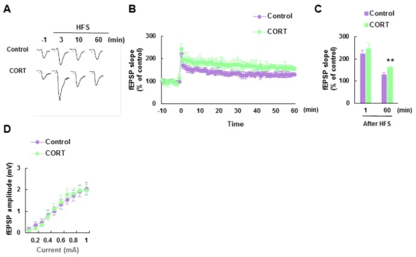 Fig. 4. Chronic CORT treated mice exhibit enhanced long-term potentiation (LTP) in the  basolateral amygdala (BLA)