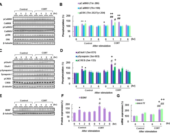 Fig. 5. Chronic CORT treated mice exhibit increased Ca 2+ /calmodulin-dependent protein  kinase (CaMK) II activity and brain-derived neurotrophic factor (BDNF) expression in  the basolateral amygdala (BLA) after tone stimulation