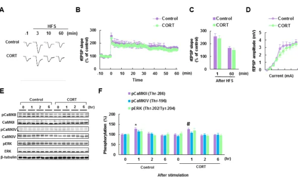 Fig. 6. Chronic CORT treated mice exhibit normal long-term potentiation (LTP) and  Ca 2+ /calmodulin-dependent protein kinase (CaMK) II activity in CA1