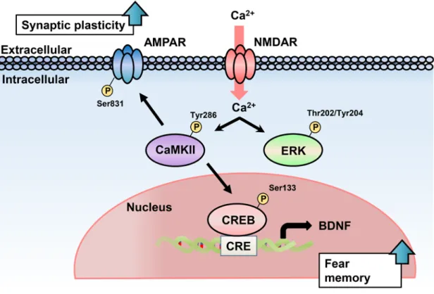 Fig. 7. The proposed model of the mechanisms underlying aberrant tone fear memory in  chronic CORT treated mice