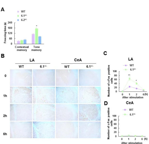 Fig. 10 Kir6.1 +/−  mice show enhanced amygdala-dependent cued fear memory.